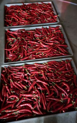 최상숙님의 8월 내 작물 자랑하기 · 참여글 작성글 사진