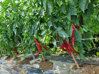 최상숙님의 8월 내 작물 자랑하기 · 참여글 작성글 사진