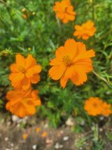 팜모닝 들깨·자유게시판 게시글 이미지