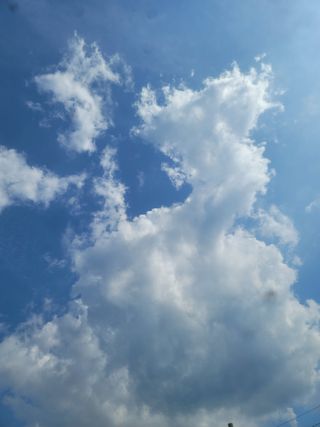 쨍하고해뜨는농원님의 들깨 · 자유게시판 작성글 사진