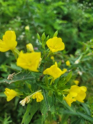 쨍하고해뜨는농원님의 들깨 · 자유게시판 작성글 사진