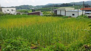 한내님의 참깨 · 자유게시판 작성글 사진