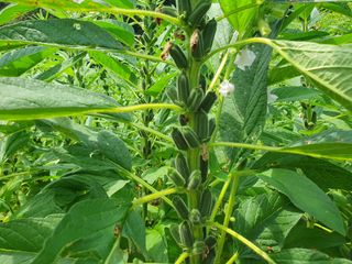 한내님의 참깨 · 자유게시판 작성글 사진