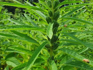 한내님의 참깨 · 자유게시판 작성글 사진