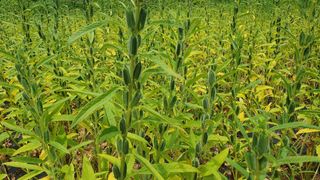 한내님의 참깨 · 자유게시판 작성글 사진