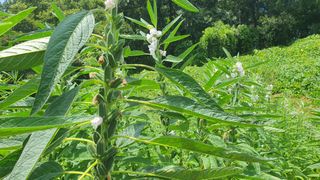 한내님의 참깨 · 자유게시판 작성글 사진