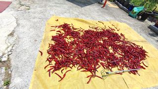 박상현님의 8월 내 작물 자랑하기 · 참여글 작성글 사진