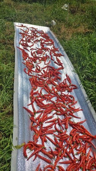 박상현님의 8월 내 작물 자랑하기 · 참여글 작성글 사진