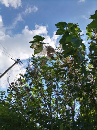 kh글로벌님의 기타작물 · 영농일지 작성글 사진