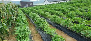 강화초보농부님의 8월 내 작물 자랑하기 · 참여글 작성글 사진