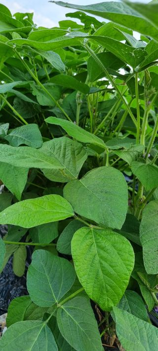 강화초보농부님의 8월 내 작물 자랑하기 · 참여글 작성글 사진