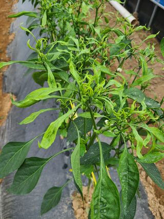 정영진님의 기타작물 · 병해충상담 작성글 사진