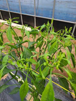 정영진님의 기타작물 · 병해충상담 작성글 사진