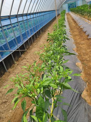 정영진님의 기타작물 · 병해충상담 작성글 사진