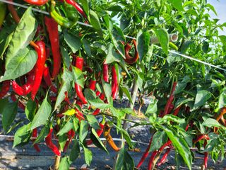 김성자님의 8월 내 작물 자랑하기 · 참여글 작성글 사진