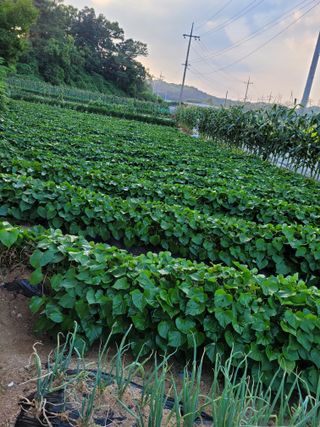 김성자님의 8월 내 작물 자랑하기 · 참여글 작성글 사진