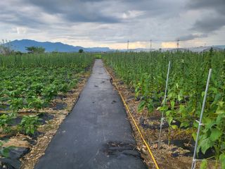 코스모스뚱님의 8월 내 작물 자랑하기 · 참여글 작성글 사진