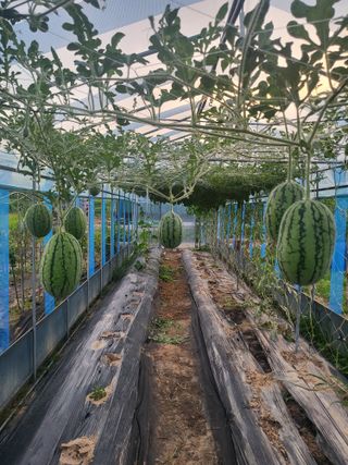 김인기님의 8월 내 작물 자랑하기 · 참여글 작성글 사진