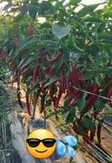 팜모닝 8월 내 작물 자랑하기·참여글 게시글 이미지