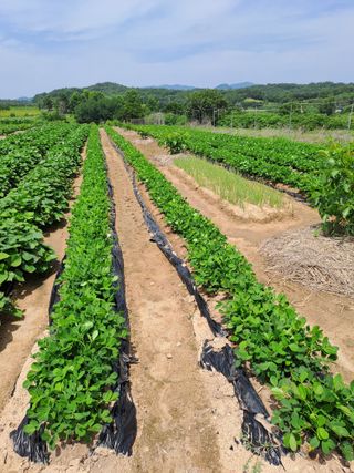 가물치님의 자유주제 · 자유게시판 작성글 사진