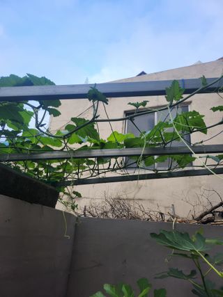 나영호님의 8월 내 작물 자랑하기 · 참여글 작성글 사진