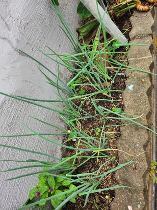 나영호님의 8월 내 작물 자랑하기 · 참여글 작성글 사진