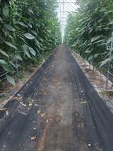 팜모닝 8월 내 작물 자랑하기·참여글 게시글 이미지