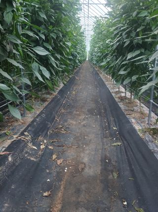 콩나라최여순님의 8월 내 작물 자랑하기 · 참여글 작성글 사진