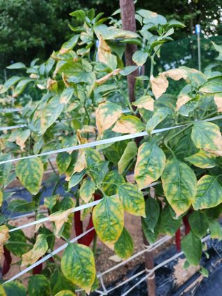 용민님의 고추 · 병해충상담 작성글 사진