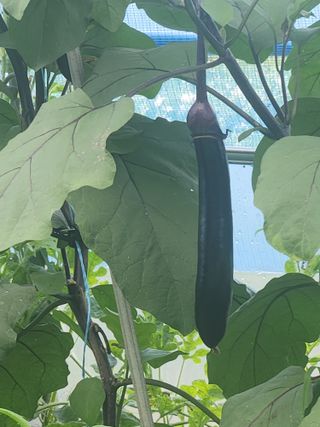 현모양처(양현모)님의 8월 내 작물 자랑하기 · 참여글 작성글 사진