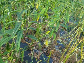 농막쥔님의 팜모닝 병해충 연구회 · 병해충상담 작성글 사진