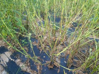 농막쥔님의 팜모닝 병해충 연구회 · 병해충상담 작성글 사진