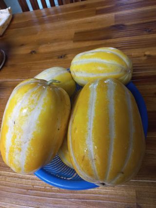 송암농부님의 기타작물 · 자유게시판 작성글 사진