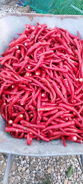 김동주님의 8월 내 작물 자랑하기 · 참여글 작성글 사진