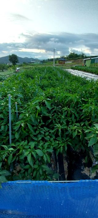 김동주님의 8월 내 작물 자랑하기 · 참여글 작성글 사진