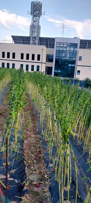 김동주님의 8월 내 작물 자랑하기 · 참여글 작성글 사진