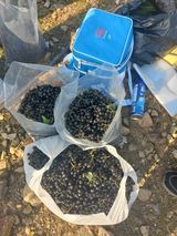 팜모닝 8월 내 작물 자랑하기·참여글 게시글 이미지