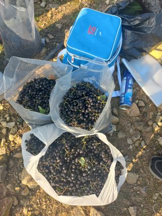 손미경(농업사랑)님의 8월 내 작물 자랑하기 · 참여글 작성글 사진