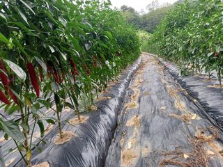 오영도님의 고추 · 지주설치•유인•성장 작성글 사진