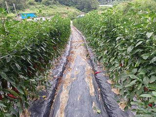 오영도님의 고추 · 지주설치•유인•성장 작성글 사진