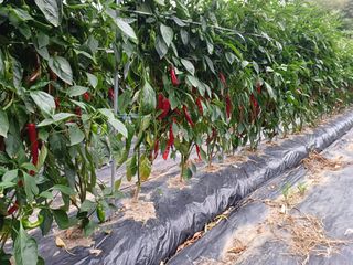 오영도님의 고추 · 지주설치•유인•성장 작성글 사진