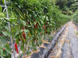 오영도님의 고추 · 지주설치•유인•성장 작성글 사진