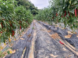 오영도님의 고추 · 지주설치•유인•성장 작성글 사진