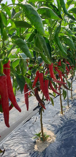 작은농원님의 8월 내 작물 자랑하기 · 참여글 작성글 사진