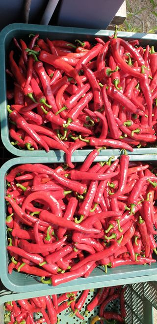 작은농원님의 8월 내 작물 자랑하기 · 참여글 작성글 사진