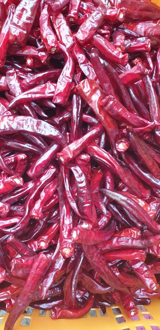 작은농원님의 8월 내 작물 자랑하기 · 참여글 작성글 사진