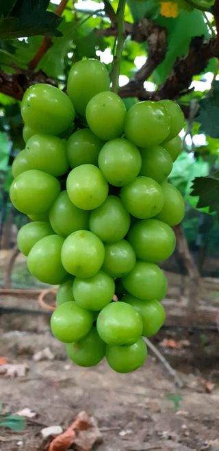 승마니네샤인머스켓님의 8월 내 작물 자랑하기 · 참여글 작성글 사진