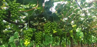 승마니네샤인머스켓님의 8월 내 작물 자랑하기 · 참여글 작성글 사진