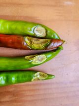 팜모닝 고추·병해충상담 게시글 이미지