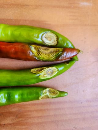 병아리농사꾼님의 고추 · 병해충상담 작성글 사진